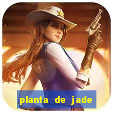 planta de jade significado espiritual