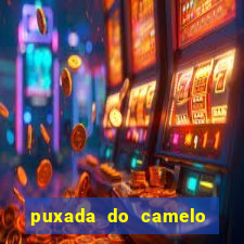 puxada do camelo jogo do bicho